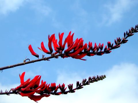 Image of coral erythrina