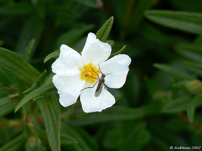 Cistus monspeliensis (rights holder: Antnio Pena)