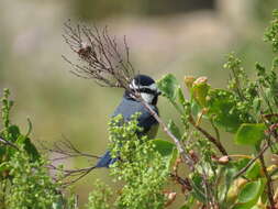 Image of African Blue Tit