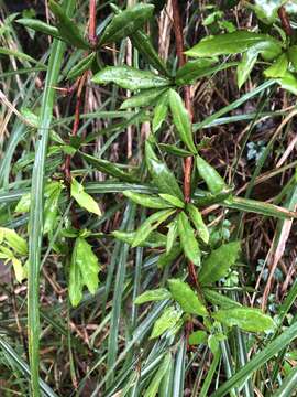 Image of Berberis nantoensis C. K. Schneid.