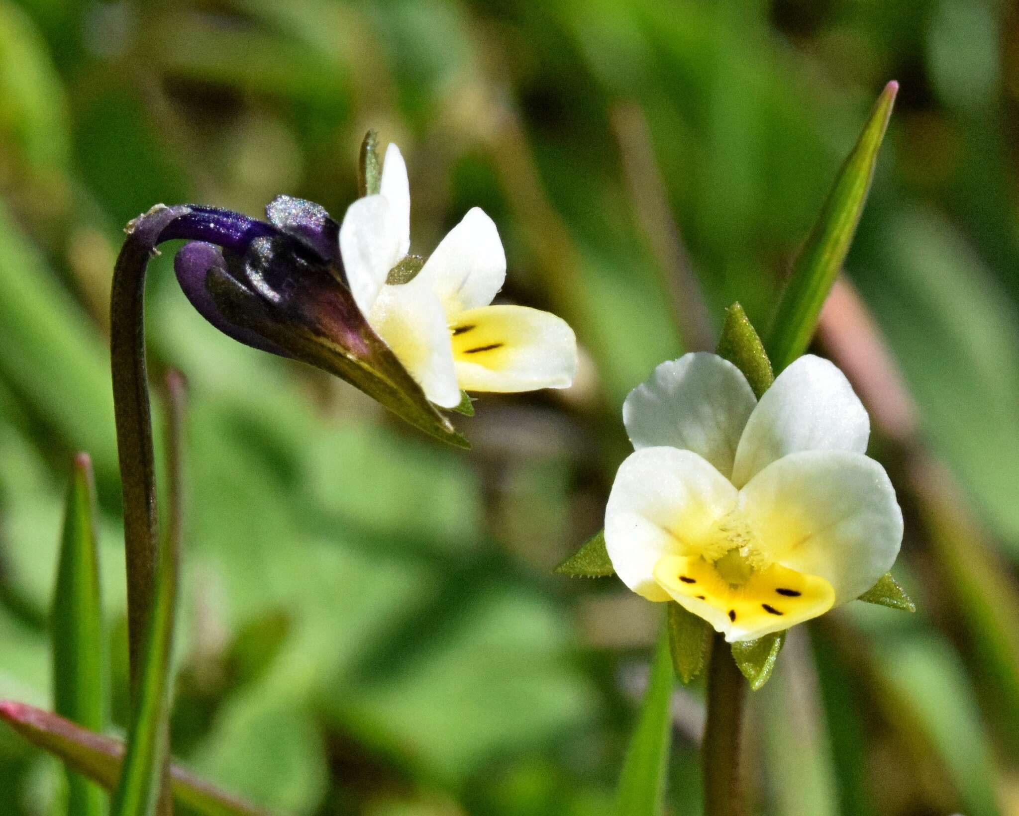 Image of Viola kitaibeliana Schultes