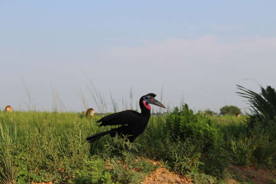 Image of Abyssinian Ground Hornbill