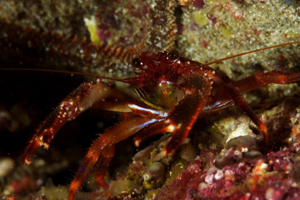 Image of spinous squad lobster