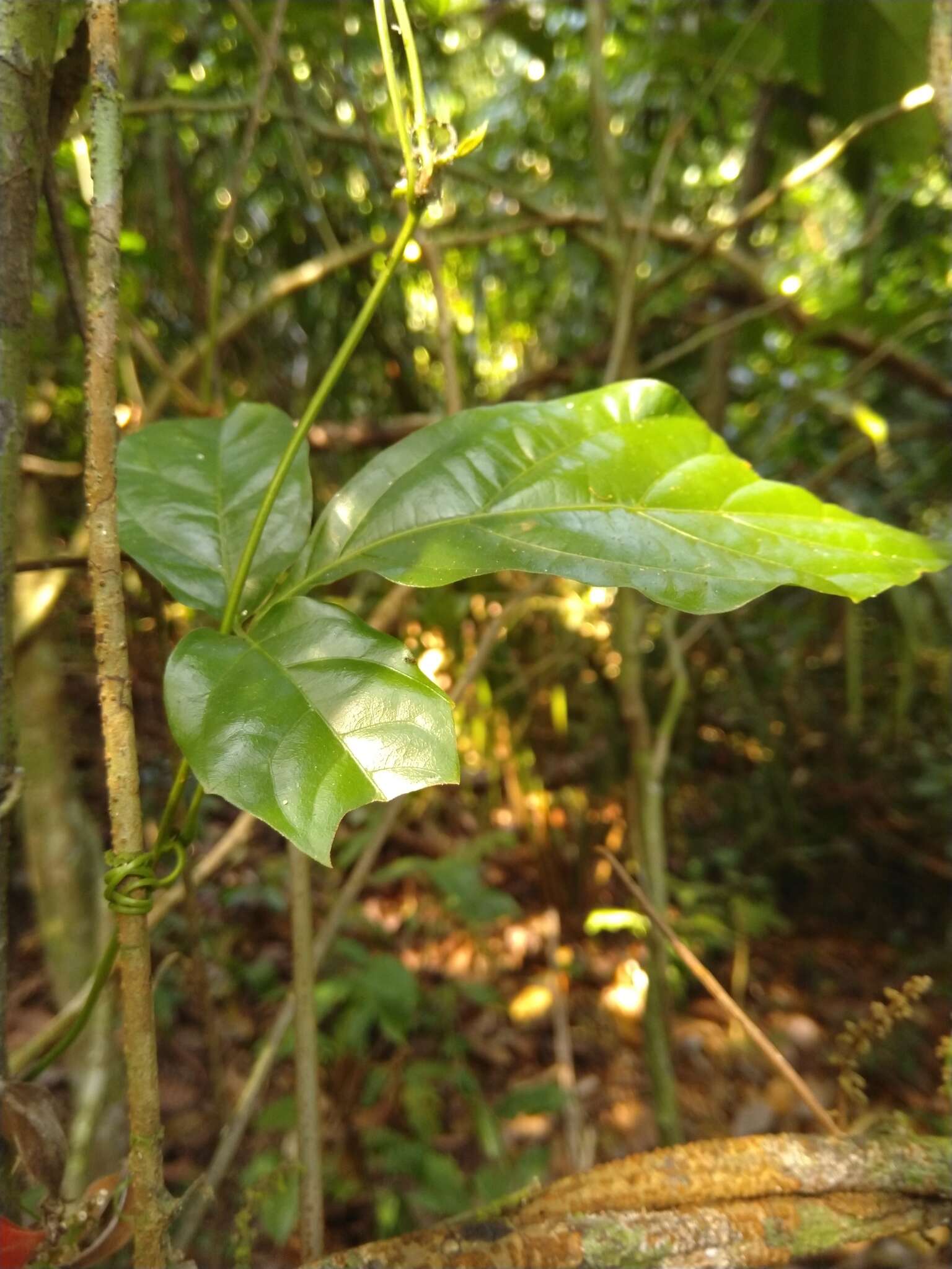 Слика од Paullinia turbacensis Kunth