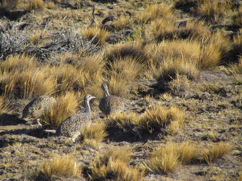 Image de Tinamou de Patagonie