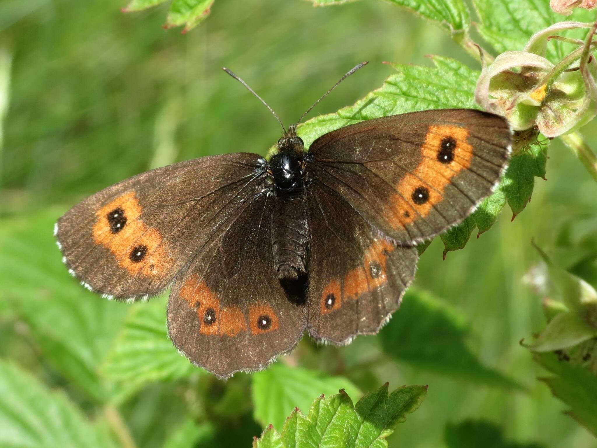 Image of Erebia euryale Esper 1777