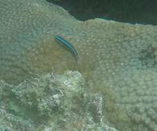 Image of Caribbean neon goby