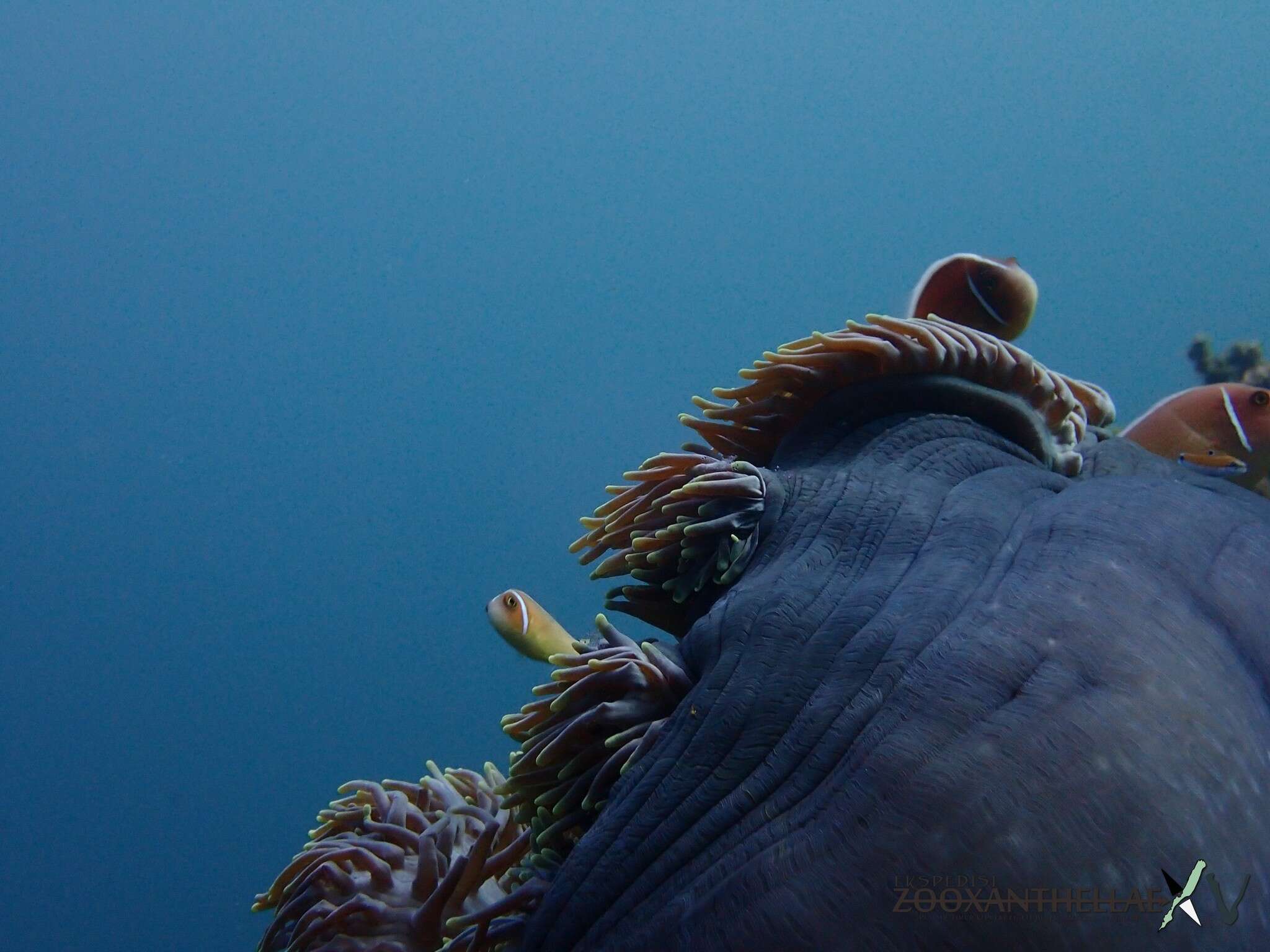 Image of Bulb-Tip Anemone