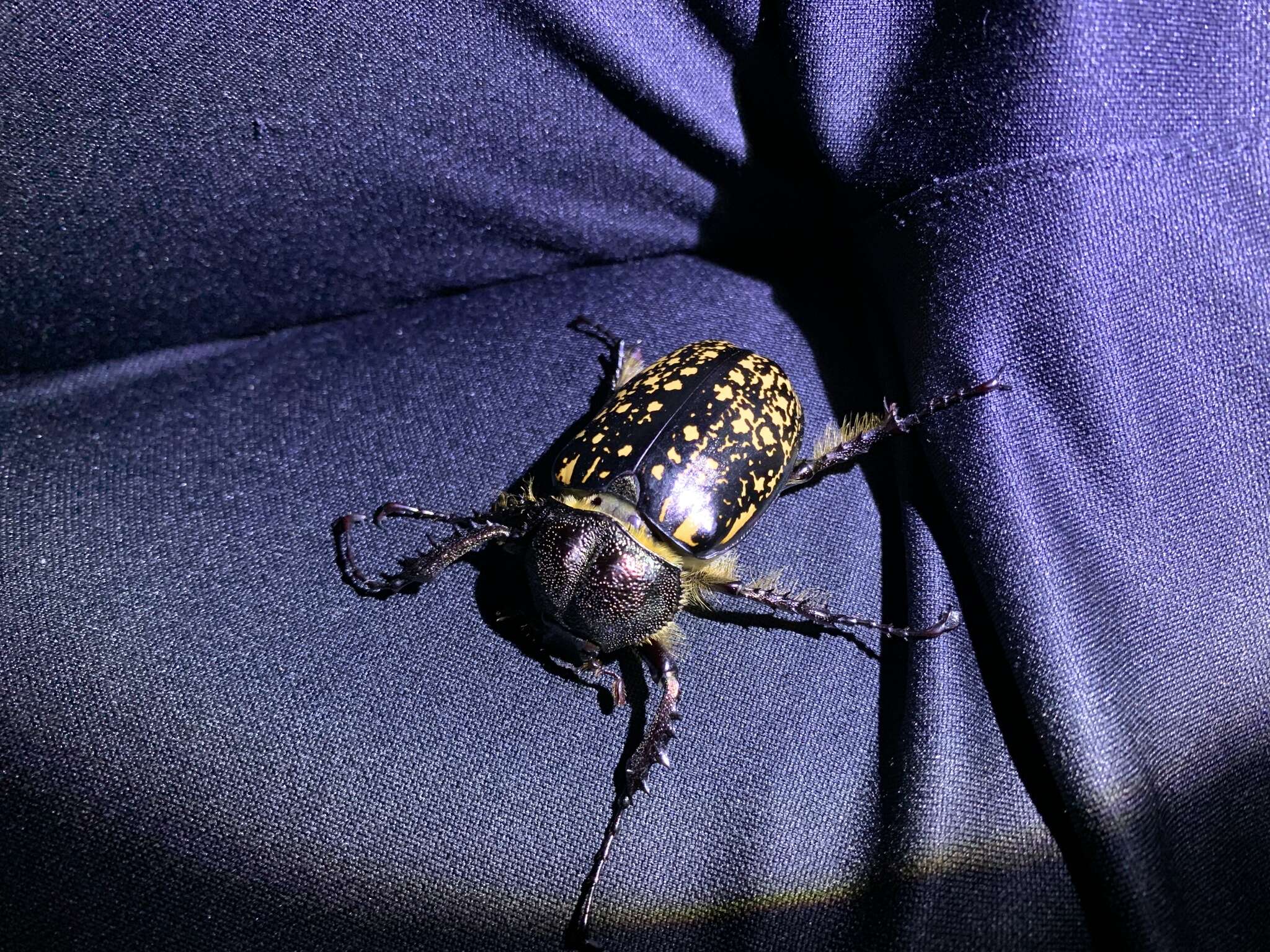 Image de Euchiridae