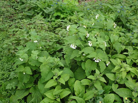 Symphytum orientale L.的圖片