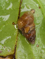 Image of Potbellied helicellid