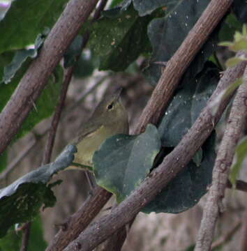 Image of Orange-crowned Warbler