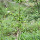 Image of Pavetta gracilifolia Bremek.