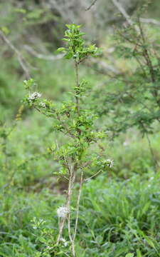 Pavetta gracilifolia Bremek. resmi