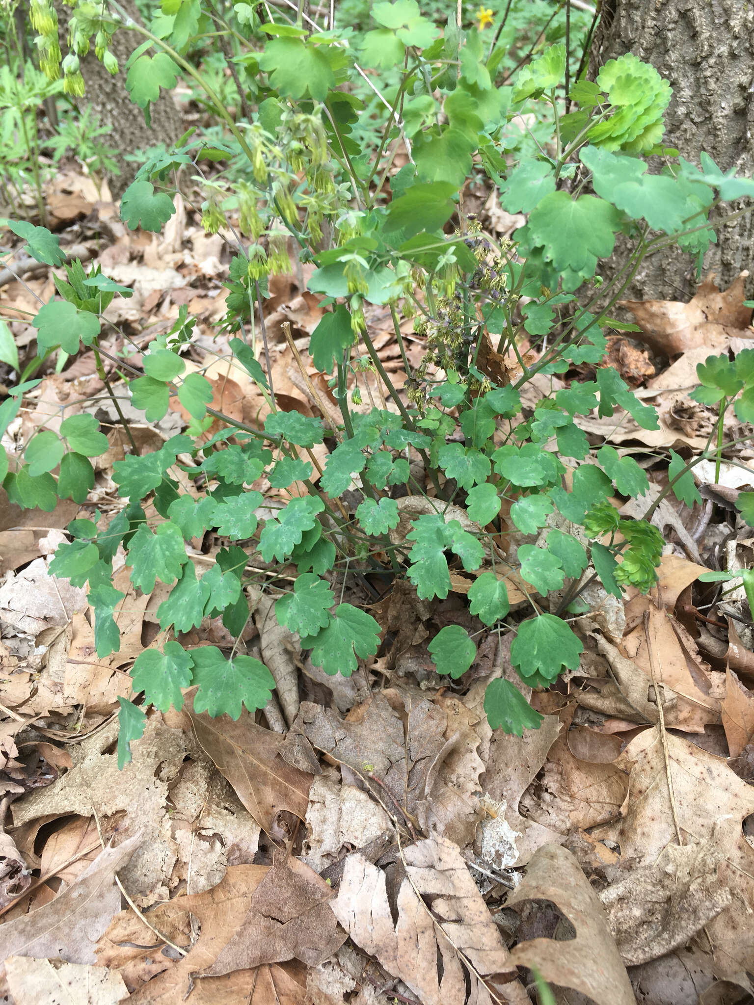 Image of early meadow-rue