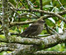 Turdus plebejus Cabanis 1861的圖片