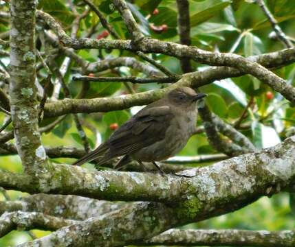 Image of American Mountain Thrush