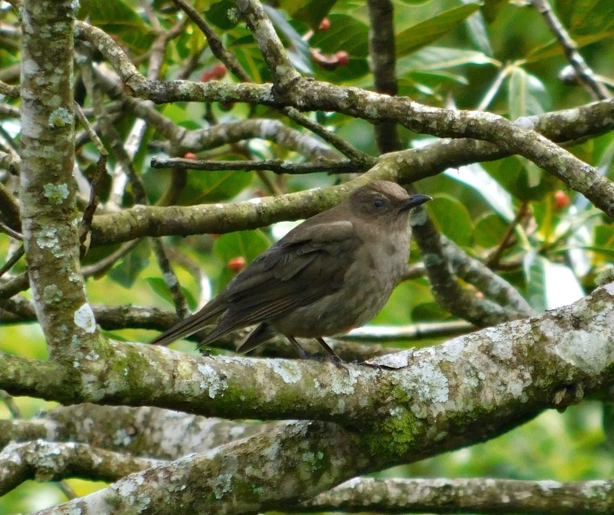 Turdus plebejus Cabanis 1861的圖片