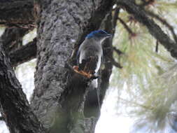 Image of Transvolcanic Jay