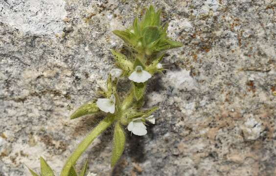 Sivun Sideritis romana subsp. curvidens (Stapf) Holmboe kuva