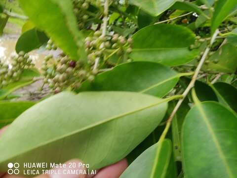 Ilex cymosa Bl. resmi