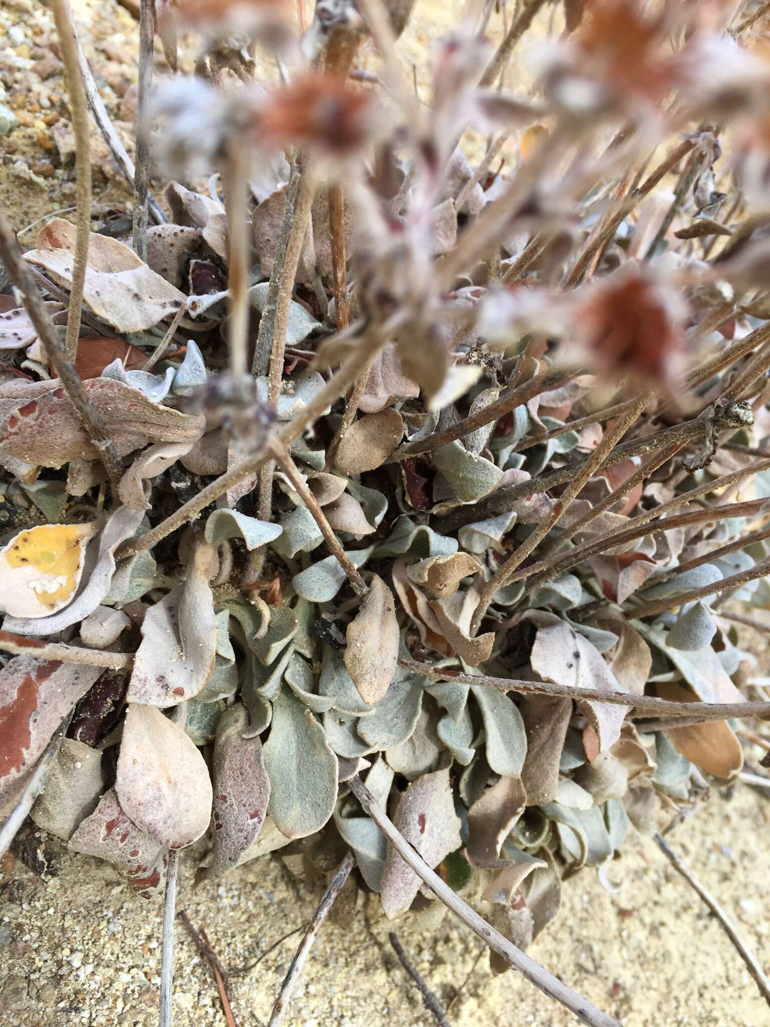 Image of granite buckwheat