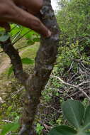 Image of Jatropha macrocarpa Griseb.