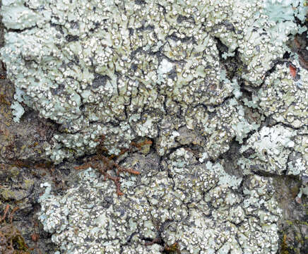 Image of pyxine lichen