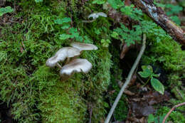 Image of Clitocybula lacerata (Scop.) Métrod 1952