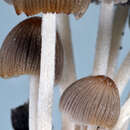 Image de Coprinellus plagioporus (Romagn.) Redhead, Vilgalys & Moncalvo 2001