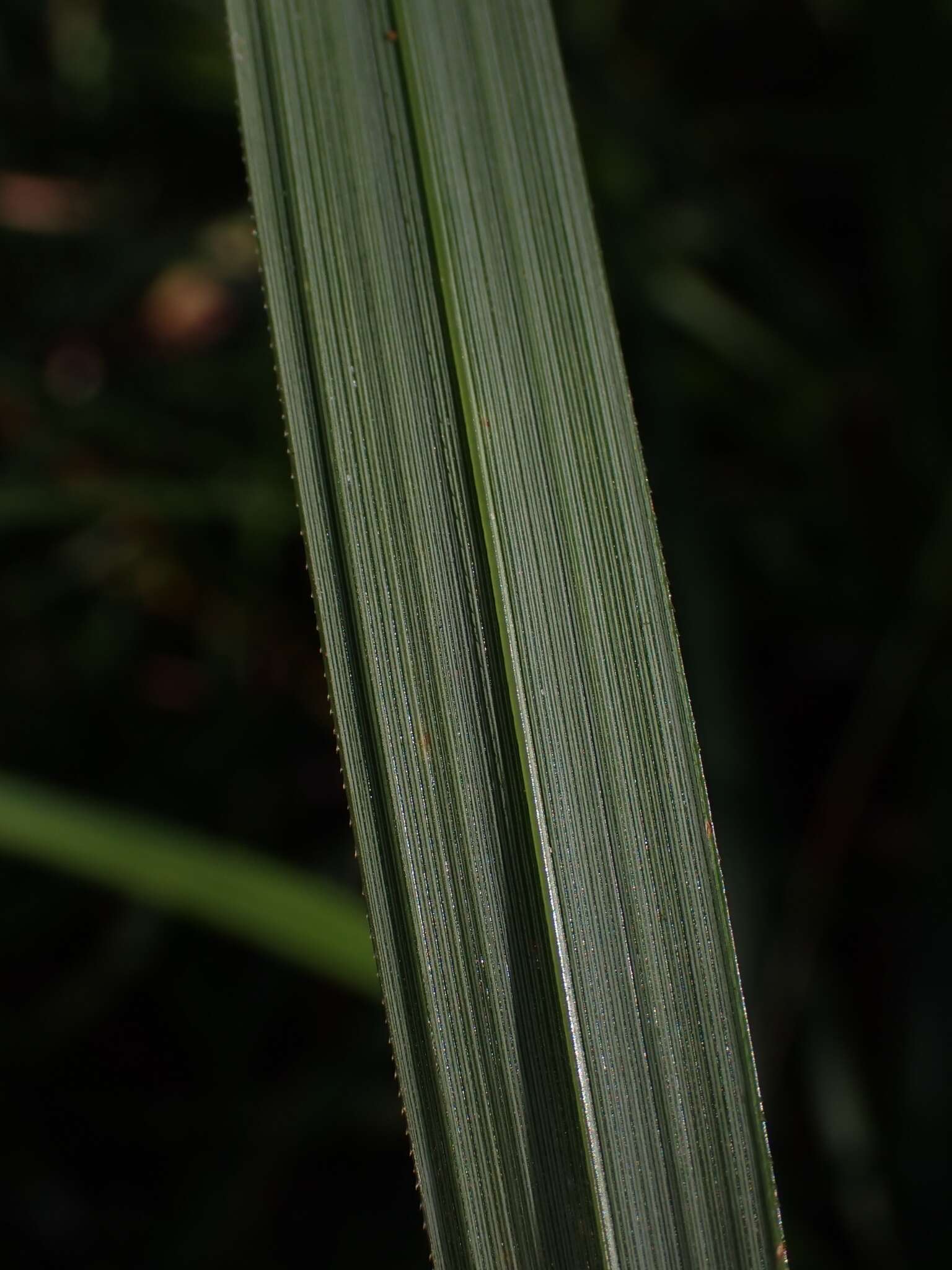 Image of Gahnia melanocarpa R. Br.