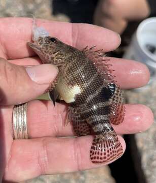 Image of Belted Sandbass