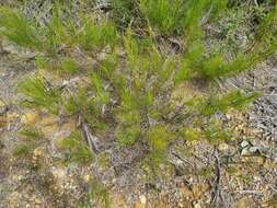 Image of Allocasuarina thalassoscopica L. A. S. Johnson