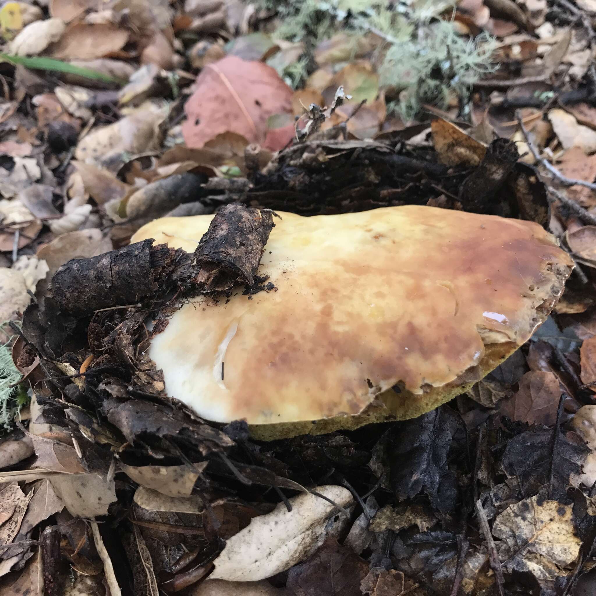 Image de Butyriboletus persolidus D. Arora & J. L. Frank 2014