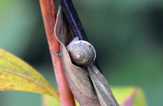 Image of girdled snail