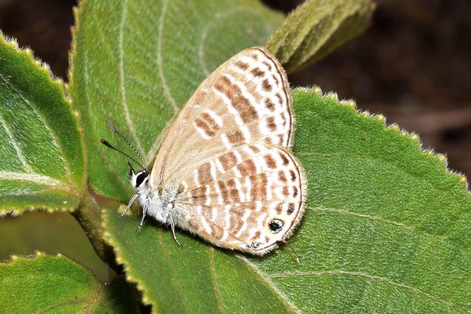 Image of Nacaduba pavana (Horsfield 1828)