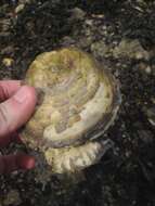 Image of Native oyster