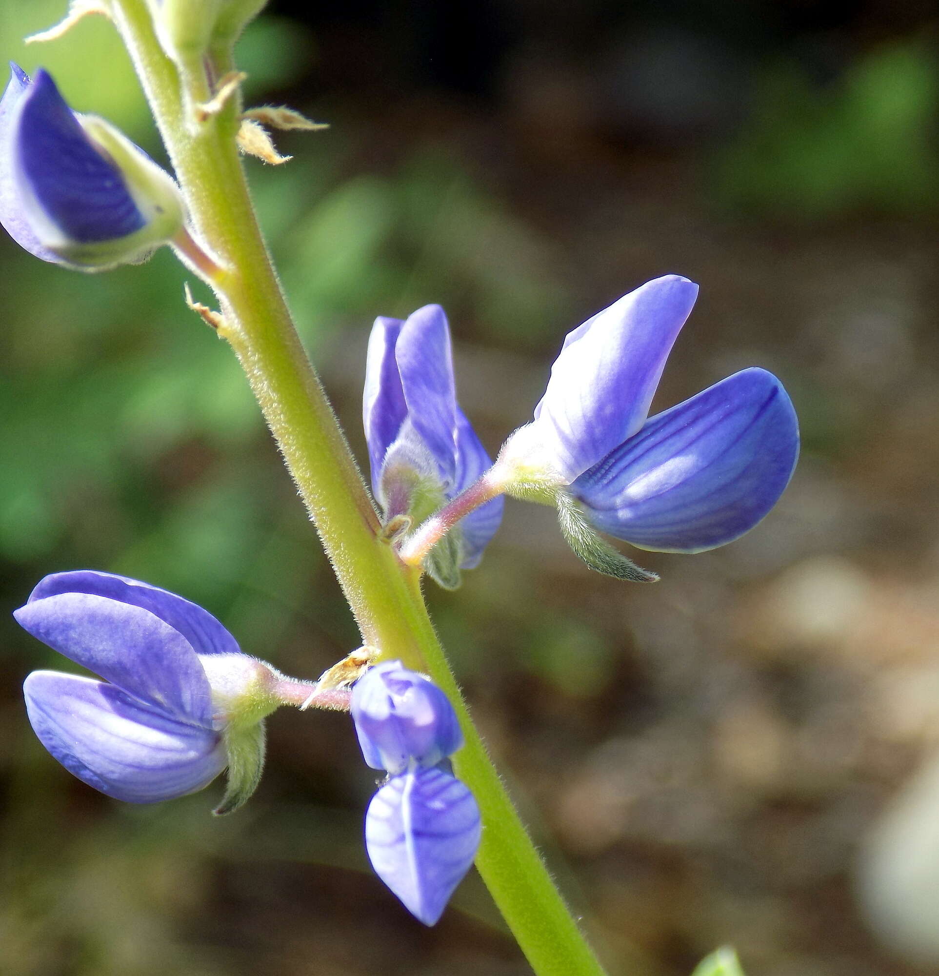 Image of White Mountain lupine