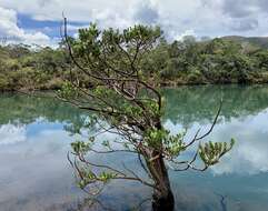 Image of New Caledonia retrophyllum