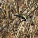 Image of Parus minor minor Temminck & Schlegel 1848