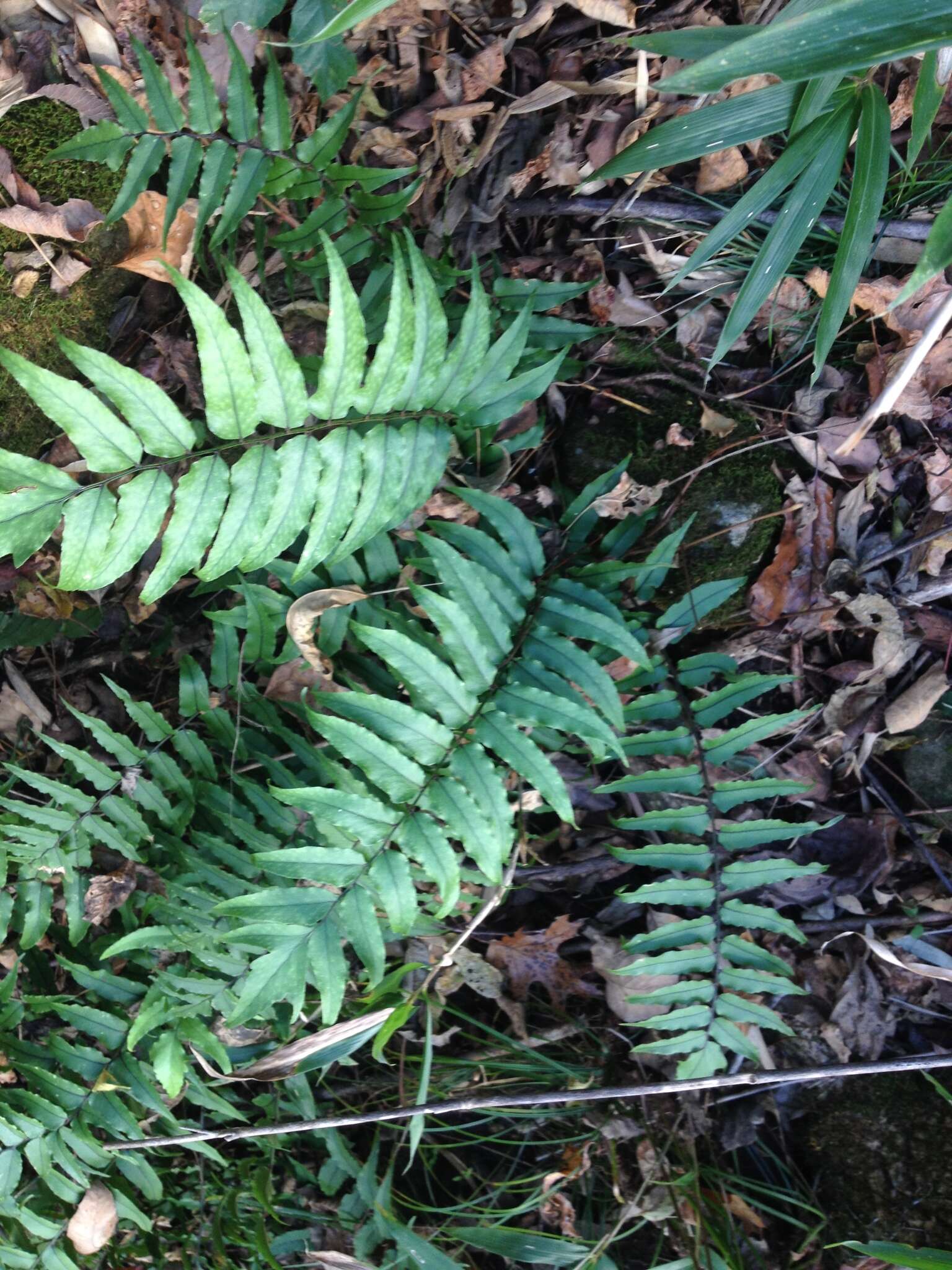 Image of Asian netvein hollyfern