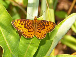 Image of Boloria selene myrina Cramer 1777