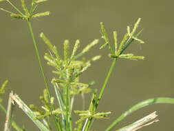 صورة Cyperus imbricatus Retz.