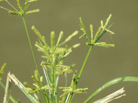 Image of shingle flatsedge