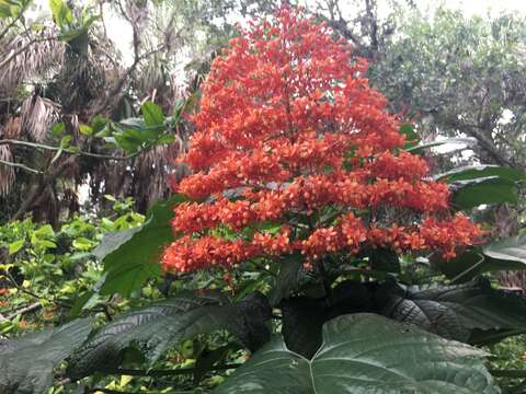 Слика од Clerodendrum paniculatum L.