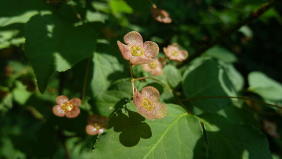 Image of Euonymus verrucosus Scop.