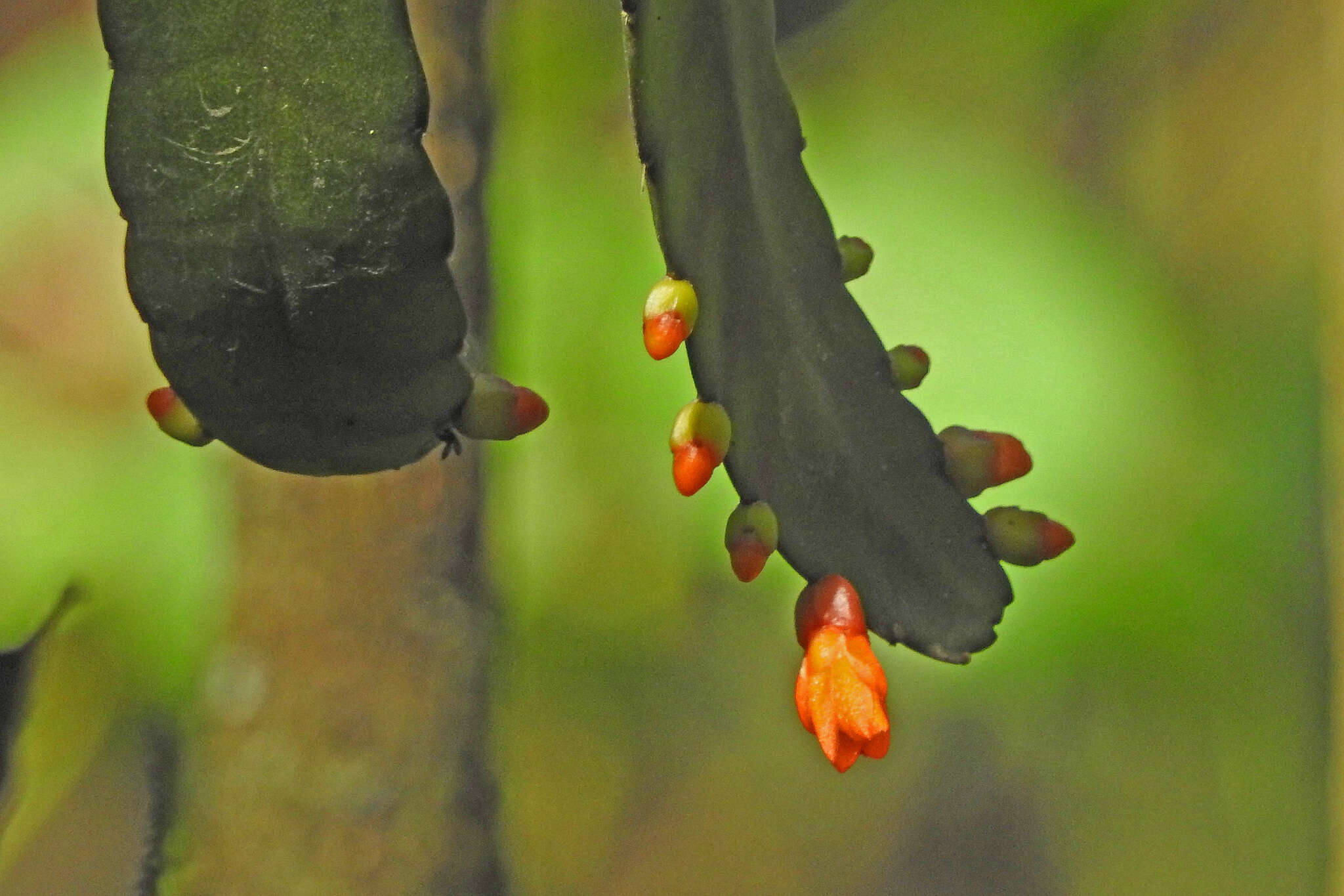 Image of Pfeiffera monacantha (Griseb.) P. V. Heath