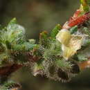 Image of Cliffortia eriocephalina Cham.