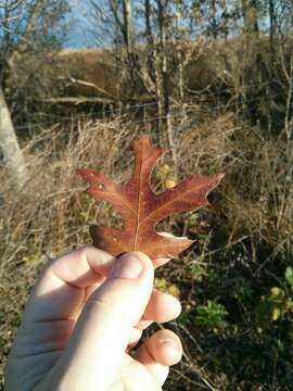 Quercus ellipsoidalis E. J. Hill resmi