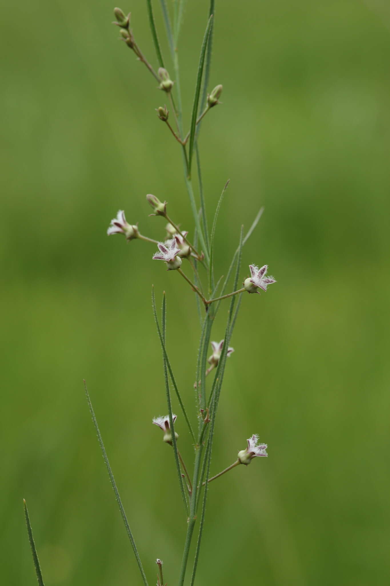 صورة Sisyranthus virgatus E. Mey.